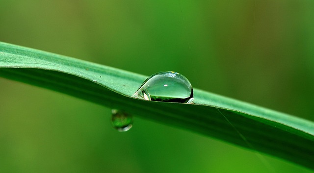 Water, Jicht, Kruid, Regen, Natuur, Nat
