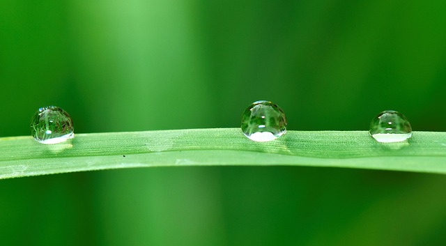 Water, Druppels, Kruid, Regen, Natuur