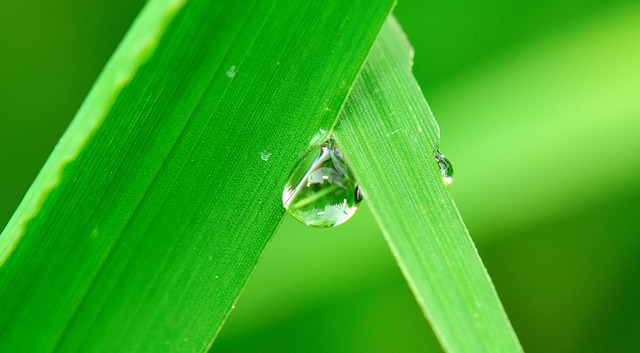 Water, Jicht, Kruid, Regen, Natuur, Nat