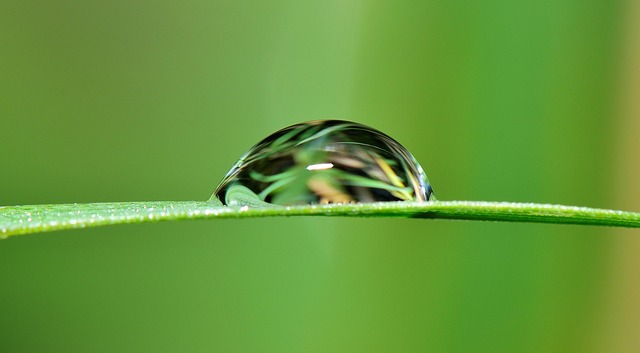 Jicht, Water, Kruid, Regen, Natuur, Nat