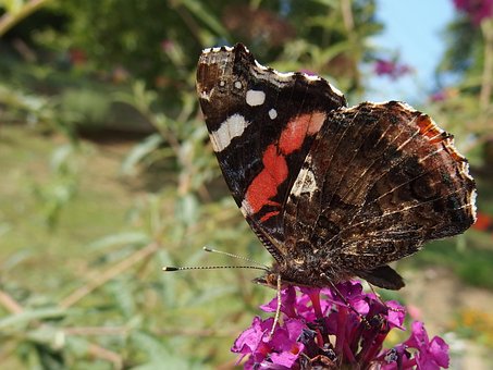 Free Vanessa Atalanta Butterfly photo and picture