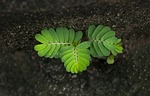 life, tamarind tree, germ