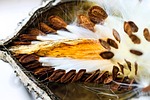 milkweed, seeds, milkweed seeds