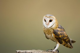 Barn Owl, Perched, Tree Stump, Owl