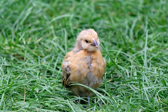 Photo Poussin Poussin Lionceau Mignonne - Photo gratuite sur Pixabay - Pixabay