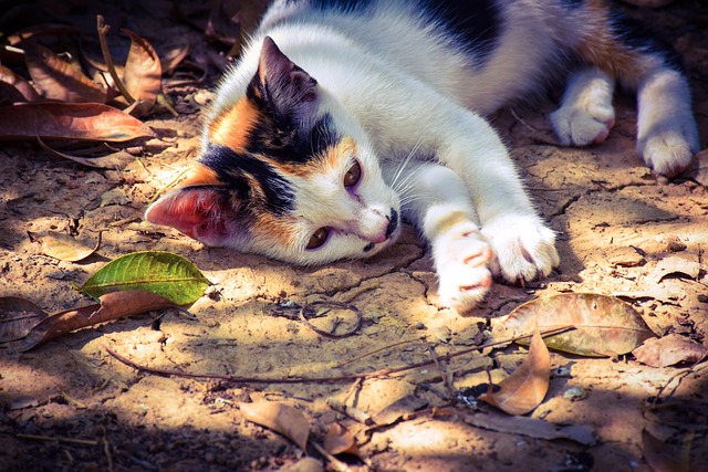 Free Cat Kitten photo and picture