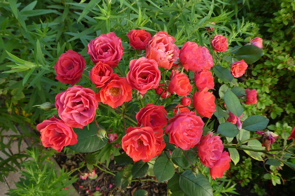 Red Roses Bush Blossoms - Free photo on Pixabay - Pixabay