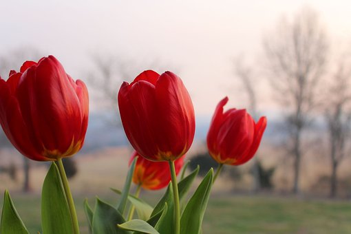 Free Red Tulips Flower Background photo and picture