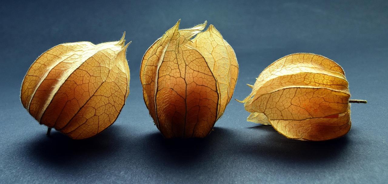 Physalis - free online jigsaw puzzle photo