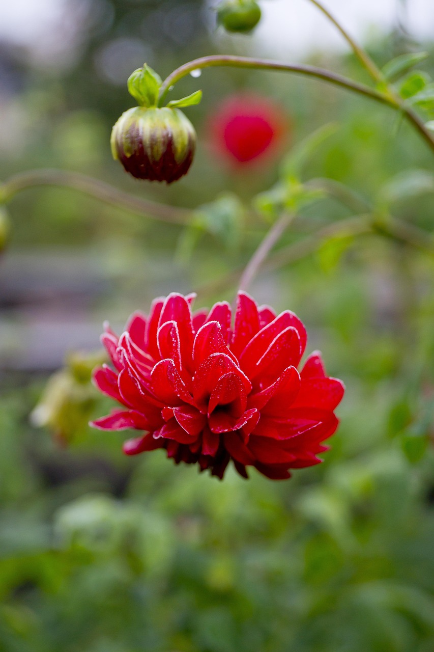 Frost Flower Dahlia Free photo on Pixabay Pixabay