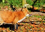 fuchs, red fox, predator