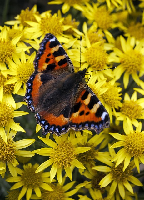 Free Butterfly Tortoiseshell photo and picture