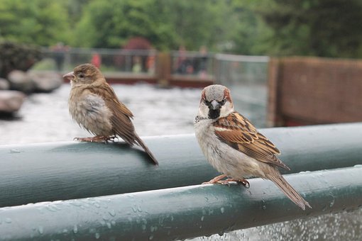 Vogel, Gefieder, Tier, Spatz
