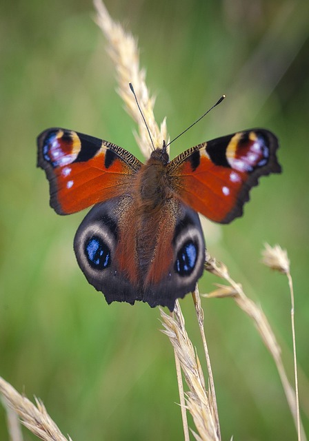Free Butterfly Peacock photo and picture