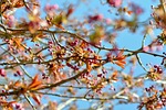 flowers, nature, floral