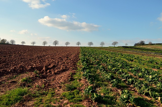 Free Trees Farm photo and picture