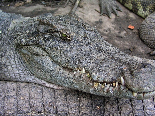 Free Crocodile Lizard photo and picture