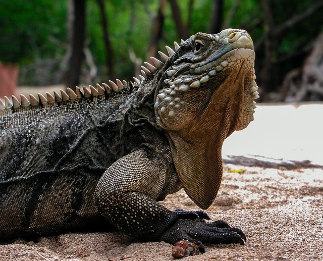 Free Iguana Cuba photo and picture