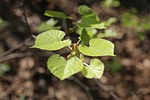plant, linden tree, natural