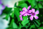 zuo jiang grass, wild flowers, natural