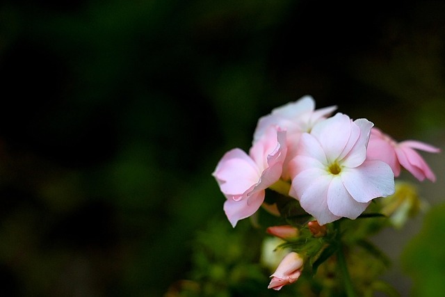 Flor, Natureza, Verão, Floral, Planta