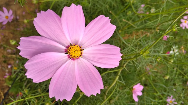Frühlingsblumen, Blühend, Natur