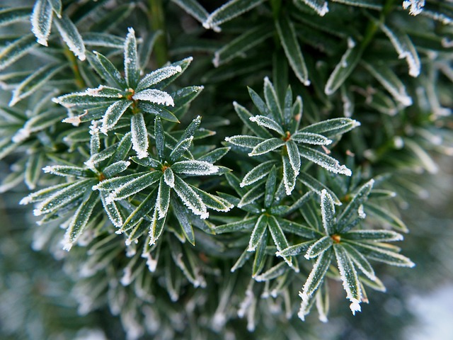 分行 绿色 枞树 - Pixabay上的免费照片 - Pixabay