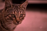 cat, tomcat, out