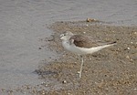 common greenshank, tringa nebularia, wader