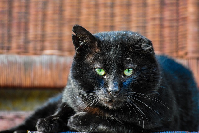 Free Cat Black photo and picture