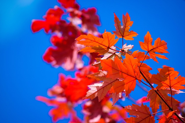 Free Autumn Nature photo and picture