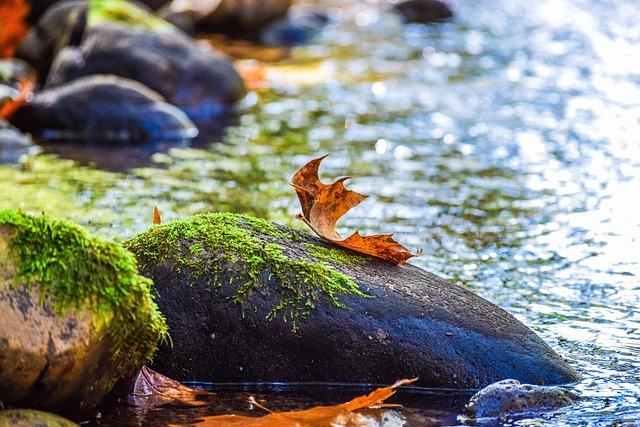 Free River Autumn photo and picture