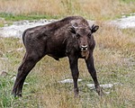 bison europe, young, baby