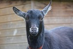 goat, goat black white, field