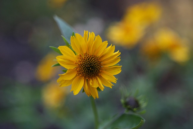 Flor, Amarillo, Junio, Flor Amarilla