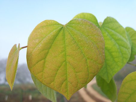 Free Leaf Dew photo and picture