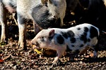 pot bellied pig, pig, piglet