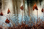 dead plants, withered, dried
