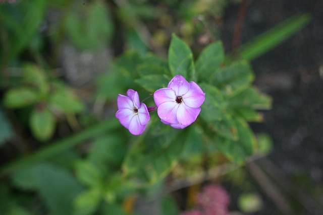 Macro, Rosado, Flor, Pétalos