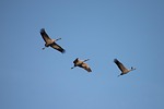 crane, fall, crane bird