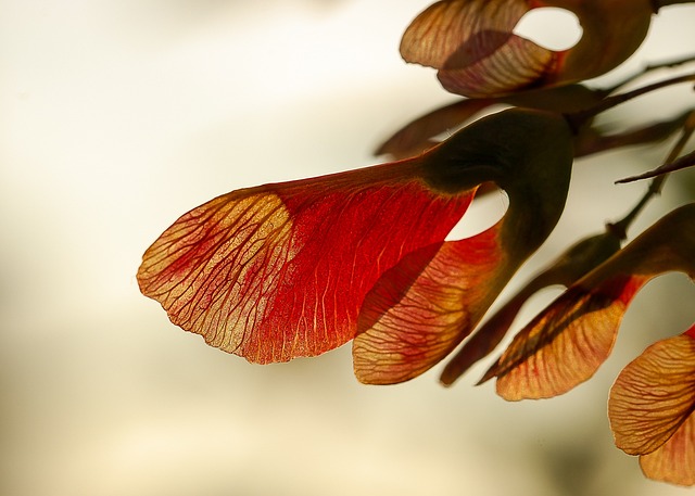 Free Maple Seeds photo and picture