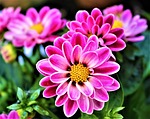 flowers, petal, flowering