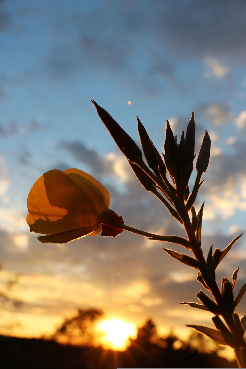 Flor Planta Atardecer Foto Gratis En Pixabay Pixabay Flor planta atardecer foto gratis en pixabay pixabay