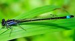 insect, dragonfly, wings