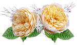 rose, david austin, yellow