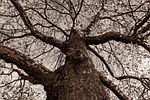 tree, trunk, gnarled