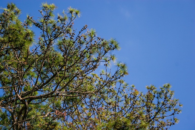 Free Pine Tree Pine Branch photo and picture