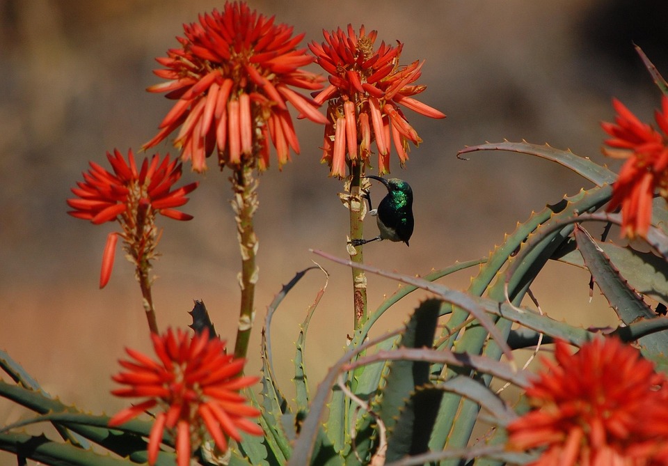 Flower South African Orange Free photo on Pixabay Pixabay