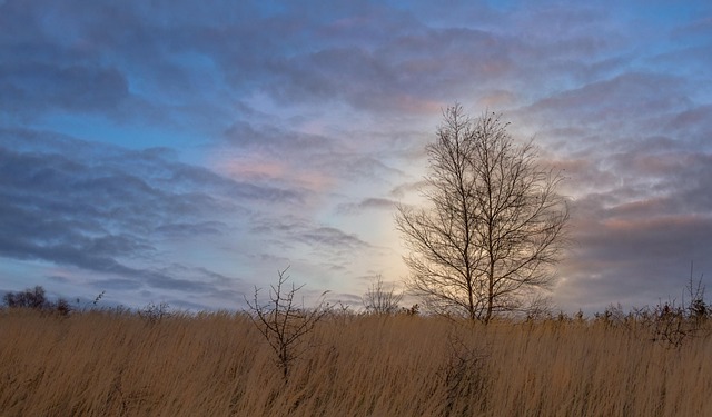 Boom, Weide, Natuur, Landschap, Veld