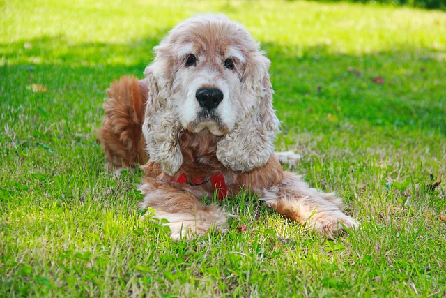 Free Spaniel Dog photo and picture
